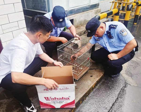 鼎配配资 受伤松鸭遇雨被困 公交员工暖心救助